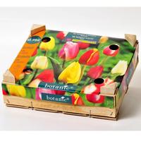 Botanic 50 tulipes triomphe mélange