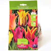 Delbard 25 tulipes fleur de lys coloris vifs