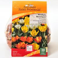 Ernest Turc Assortiment Soleil printanier