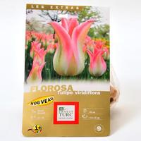 Ernest Turc Florosa, tulipe viridiflora