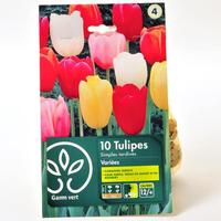 Gamm Vert 10 tulipes simples tardives variées