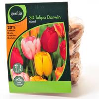 Geolia (Leroy Merlin) 30 tulipes Darwin