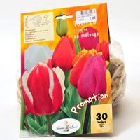Jeanne de Laval 30 tulipes triomphe en mélange