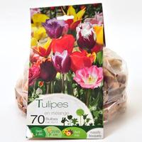 Jeanne de Laval 70 tulipes en mélanges