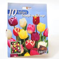 Leader Price 10 tulipes triumph en mélange