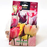 Meilland 20 tulipes Rembrandt, mélange prestige