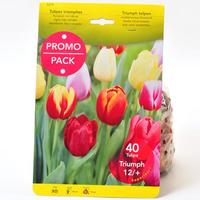 Theo de Boer Bv 40 tulipes triomphe