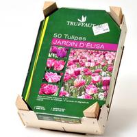 Truffaut 50 tulipes «Jardin d'Élisa»