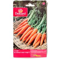 Delbard Carotte
