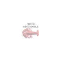 Orion Homarus ameranicus