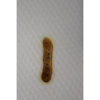 DreamTech (La Compagnie du Lit) Guépard - Résultat du test d'inflammabilité avec des cigarettes