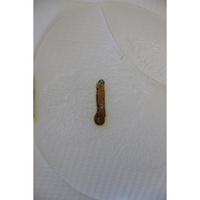 Epeda Muse 3 - Résultat du test d'inflammabilité avec des cigarettes
