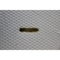 Livarno Home (Lidl) Royal Support Visco 7 zones à 1000 ressorts ensachés - Résultat du test d'inflammabilité avec des cigarettes