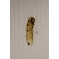 Ysmée (Vente-unique) Slomas - Résultat du test d'inflammabilité avec des cigarettes