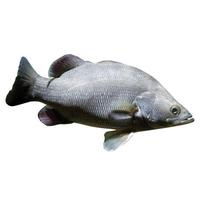 Filet, Ouganda Acheté chez Auchan