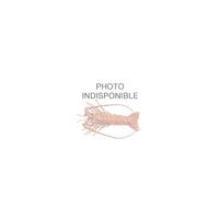 Sea gold Palinurus argus